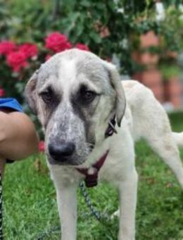 Maja sanfte Herdenschutz-Mixhündin - Eixen