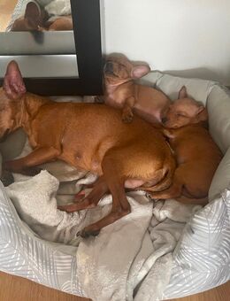 Miniatur Zwerg Pinscher Welpen - Berlin