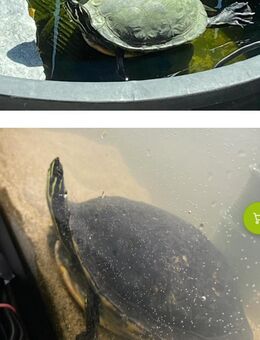 Gelbwangen Wasserschildkröte - Berlin Marzahn-Hellersdorf