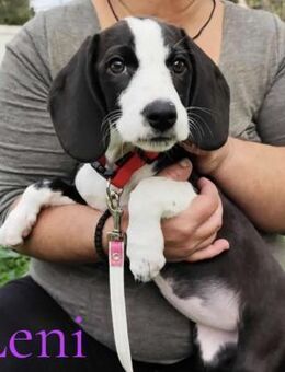 Leni - zuckersüßes Hundekind 08/25 GRC - Ruppertsecken