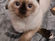 Wir dürfen ausziehen, 2 wunderbare Ragdoll-Mix Kitten - Pohlheim Zentrum