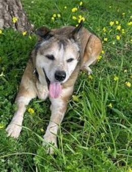 Menschenbezogene Rua sucht Zuhause - Neuss
