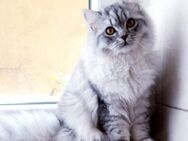 Kater leo 9 Monate perser bkh katze - Berlin