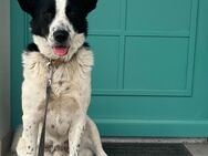 Familienhund Frodo sucht seine Menschen - Rohrenfels