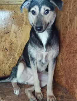 Noya ist ein zartes Seelchen 🐾 - Elsdorf (Nordrhein-Westfalen)