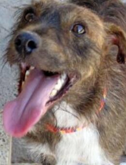 BOI - anhänglich und menschenbezogen! - Sulzbach-Laufen