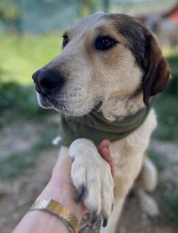 Keks - Lieber Rüde sucht Zuhause - Berlin