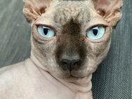 Deckkater Canadian Sphynx - Bremen