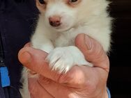 Zuckersüße Chihuahua-Welpen suchen ihre Herzmenschen - Marienheide