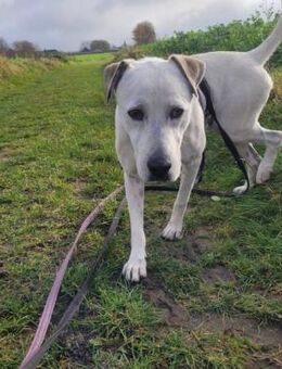 Schöner Cosmo sucht sein Zuhause! - Mannheim