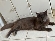 Maine Coon Deckkater XXL - Essen