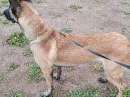 Malinois Rüde 1 Jahr alt - Walschleben