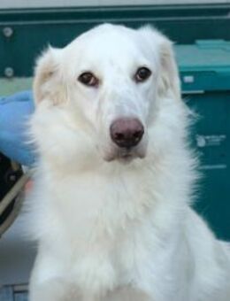 Zorro möchte zu Ihrer Familie gehören - Neuss