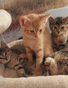 Nette Kitten suchen ein liebevolles Zuhause - Wertingen