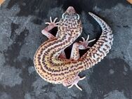 Leopardgecko weibchen Mack Super Snow Black Night Eclipse - Winterthur