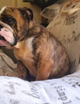 💗 Heidi sucht Rassekenner... - Eutingen (Gäu)