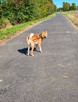 Shiba inu Jungtier Kyle - Hünfeld (Konrad-Zuse-Stadt)