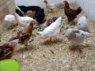 Hühnerhähnchen zu verschenken - Kierspe