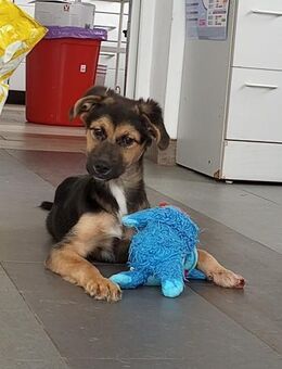 Mila sucht besondere Menschen! - Schwaig (Nürnberg)