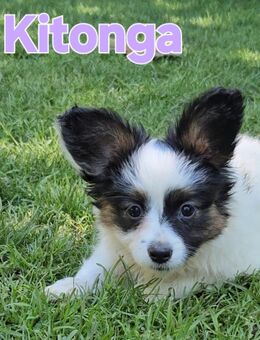 Papillon Welpen suchen ihre liebevolle neue Familie - Garching (Alz)