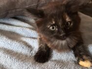 MainCoon/Ragdollkitten - Herrnhut Berthelsdorf