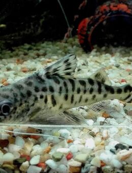 Engelantennenwelse - Hohenroth