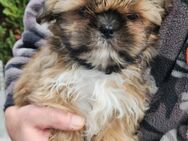 Shih tzu Welpen - Nettersheim