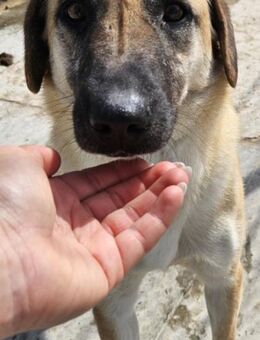 LARA - voller Energie und Lebensfreude - Weilheim (Oberbayern)