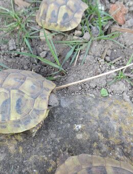 griechische landschildkröte - Deggendorf