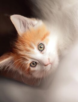 Maine Coon Kitten XXL reinrassig - Nordheim
