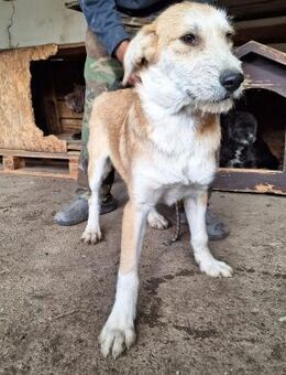 Junghund SAM - Köln