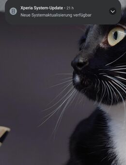 Bombay Katze in gute Hände abzugeben - Chemnitz