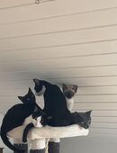 Katzen abzugeben in 69242