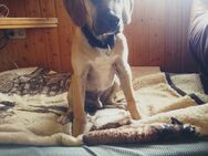 Doggen mix - Westoverledingen