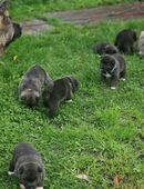 Akita Welpen zu verkaufen in 58239