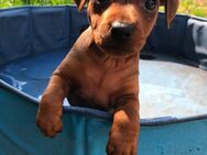 Reinrassige Rehpinscher / Zwergpinscher Welpen - Dierdorf