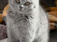 Britisch Kurzhaar Katzen in 66706