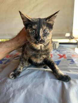 Lucky aus dem Tierschutz - Grevenbroich