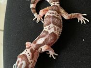 0.1 Raptor Het DB Leopardgecko Weibchen Enz 24 abzugeben Übergabe Hamm möglich - Emsdetten