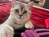 Britisch kurzhaarige kitten - Frankfurt (Main)