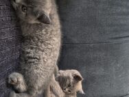 BKH Katzen - Krefeld