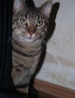 Unsere Kater sucht ein neue zuhause - Siegen (Universitätsstadt)