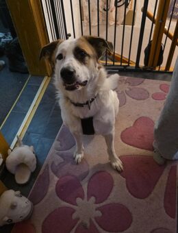 Mischlingshündin - Kassel