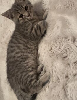 BKH KITTEN - Göttingen