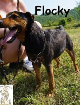 Flocky Kleiner Hund, großer Charakter - Kissing