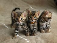 Wunderschöner, reinrassiger Bengal Katzen von Champions - Berlin