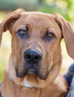 Cadillac - Ridgeback-Doggen-Mix - 7 Monate - Tierhilfe Franken e.V. - Lauf (Pegnitz) Zentrum