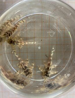 L134 Peckoltia compta NZ - Sulingen Zentrum