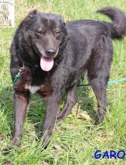 Garo 2 - Traumhund sucht Familie - Kissing