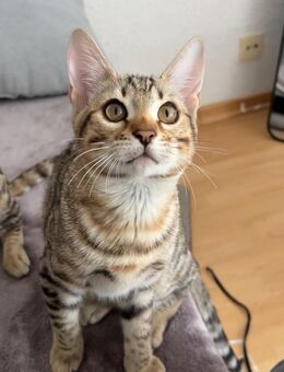 Ein Bengal-Kitten sucht seine Familie (männlich, ohne Stammbaum) - Hamburg